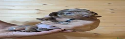 Bassotto cani in vendita: Cuccioli di Bassotto Kaninchen a pelo corto - Annuncio 3