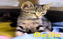 Europeo gatti in regalo:  BELLA LA SUPERTIGRATINA COCCOLOSA - Immagine 1