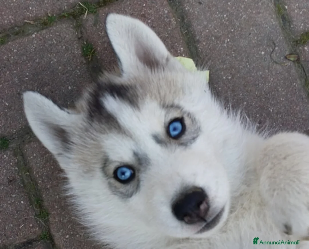 Immagine della galleria {{count}}