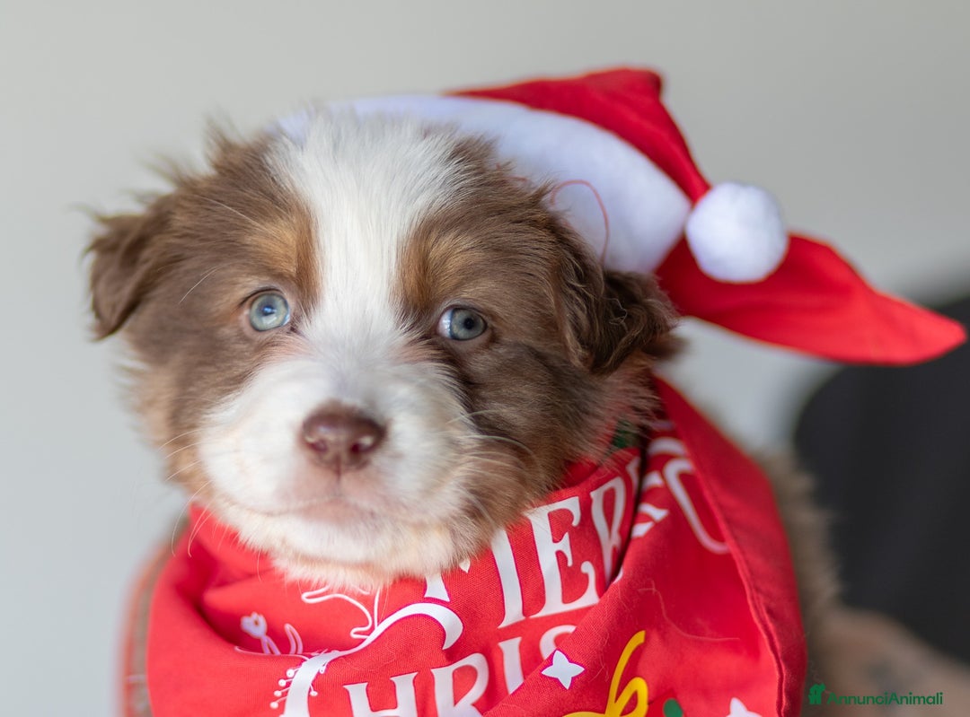 Australian Shepherd cani in vendita: Cucciola femmina di Pastore australiano  - Annuncio 6