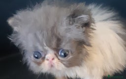 Persiano gatti in vendita: Persiano bianco e blu maschio  a Provincia di Pisa - Immagine 1