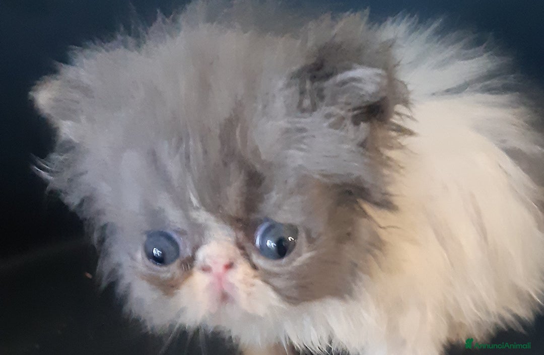 Persiano gatti in vendita: Persiano bianco e blu maschio  a Provincia di Pisa - Immagine 1