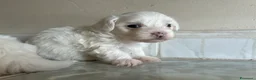 Maltese cani in vendita: Vendo maltesi - Annuncio 27