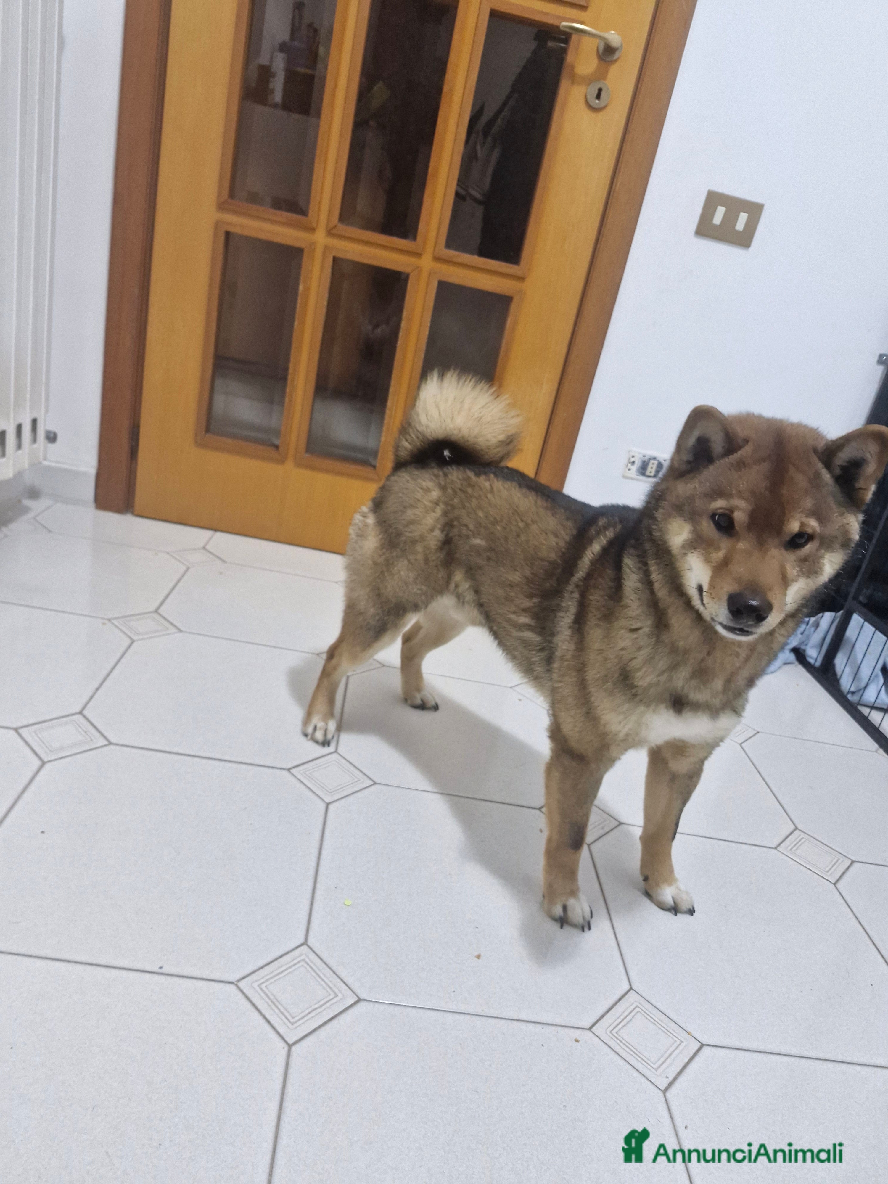 Shiba Inu cani Cerco femmina per il mio shiba colorazione Sesamo - Annuncio 1