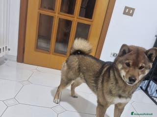Shiba Inu cani Cerco femmina per il mio shiba colorazione Sesamo - Annuncio 5