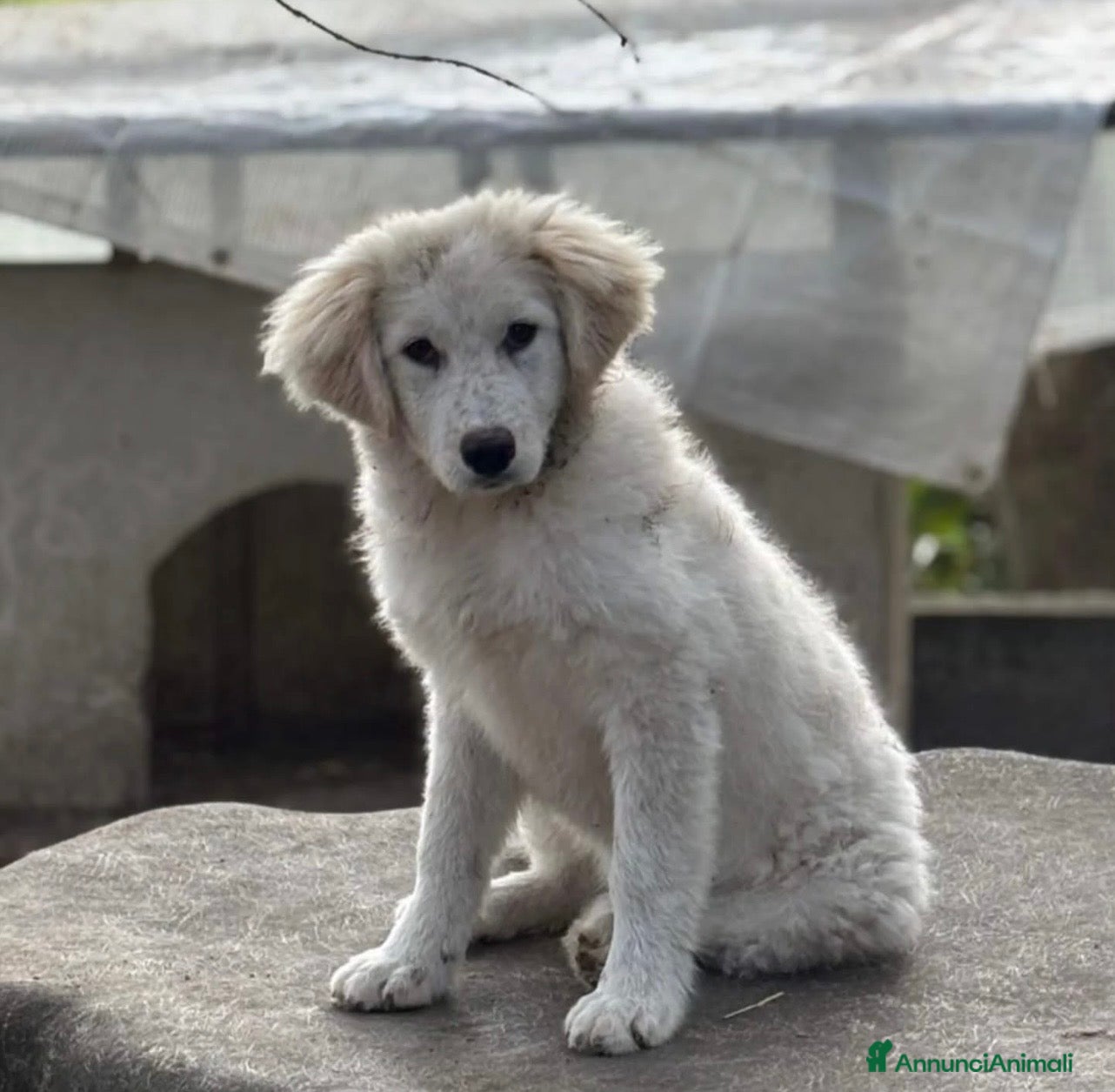 Meticcio cani Mirta cucciola simil golden retriever  - Annuncio 29