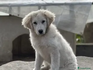 Meticcio cani Mirta cucciola simil golden retriever - Annuncio 29
