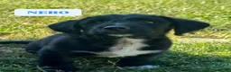 Meticcio cani in regalo: 7 MERAVIGLIE da salvare! Taglia PICCOLA - Annuncio 6