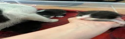 Meticcio gatti in regalo: Regalo 8 gattini (F/M) zona Sciacca (AG) a Libero consorzio comunale di Agrigento - Annuncio 4