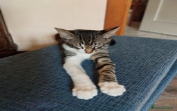 Europeo gatti in regalo: TIMIDOME DI 6MESI CERCA CASA, mi chiamo Numero Tre - Immagine 2