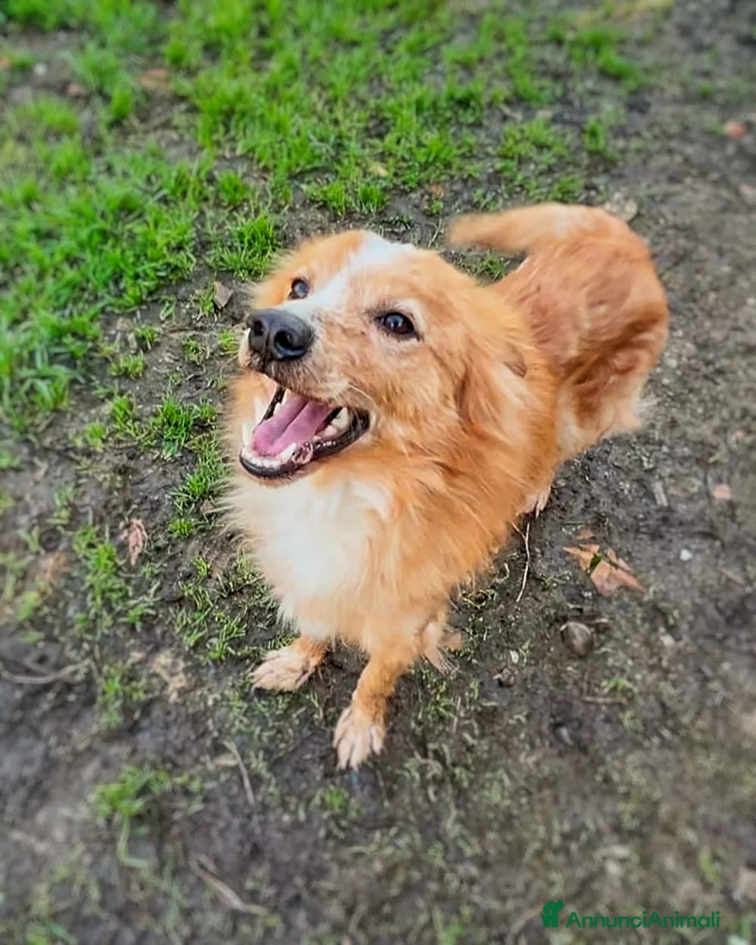 Meticcio cani in regalo: RICKY 💙 - simil volpino, cerca casa 😢. Chiama! - Annuncio 2