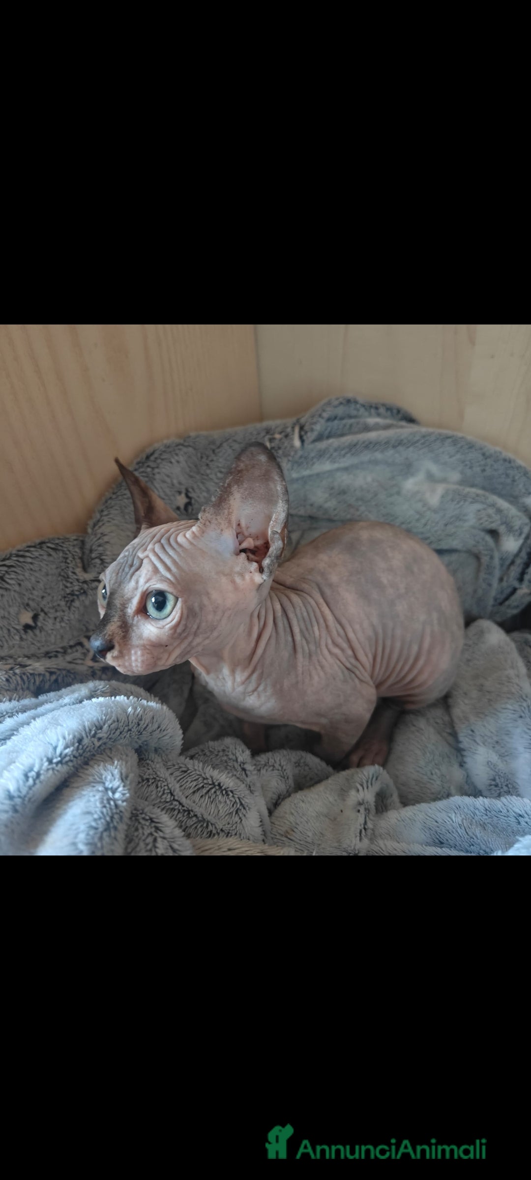 Sphynx gatti in vendita: Cucciola di canadian sphynx - Annuncio 5