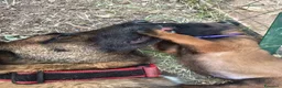 Pastore Belga cani in vendita: Cuccioli Pastore Belga Malinois Alta Genealogia a Provincia di Latina - Annuncio 2