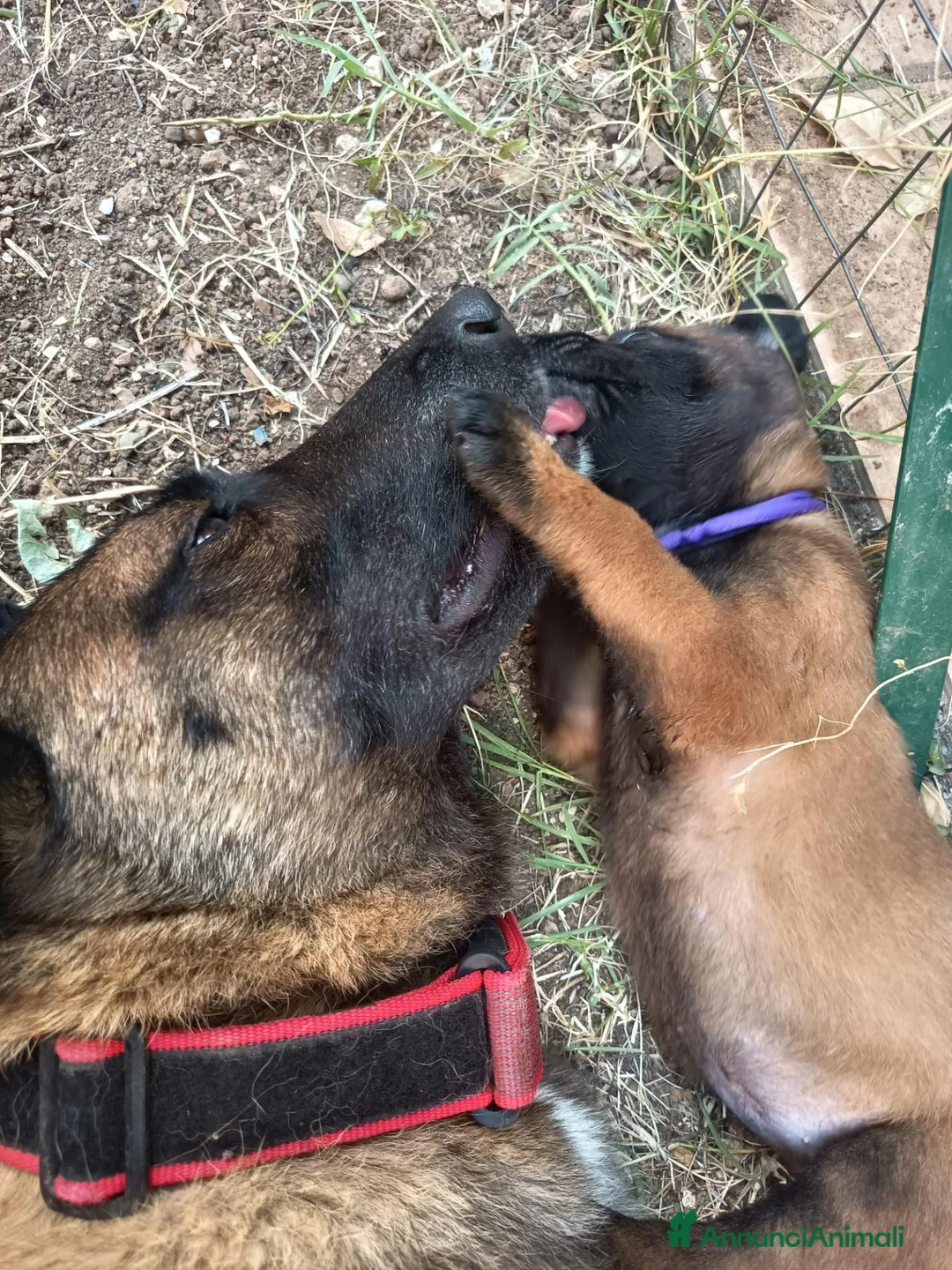 Pastore Belga cani in vendita: Cuccioli Pastore Belga Malinois Alta Genealogia a Provincia di Latina - Annuncio 2