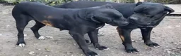 Cane Corso cani in vendita: Cuccioli di Cane Corso manto nero - Annuncio 18