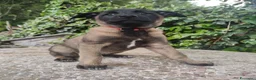 Pastore Belga cani in vendita: Cuccioli Pastore Belga Malinois a Provincia di Cosenza - Annuncio 4