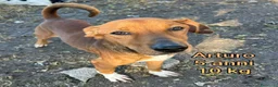 Meticcio cani in regalo: CANI DI TAGLIA PICCOLE E MEDIOPICCOLA a Provincia di Pistoia - Annuncio 1