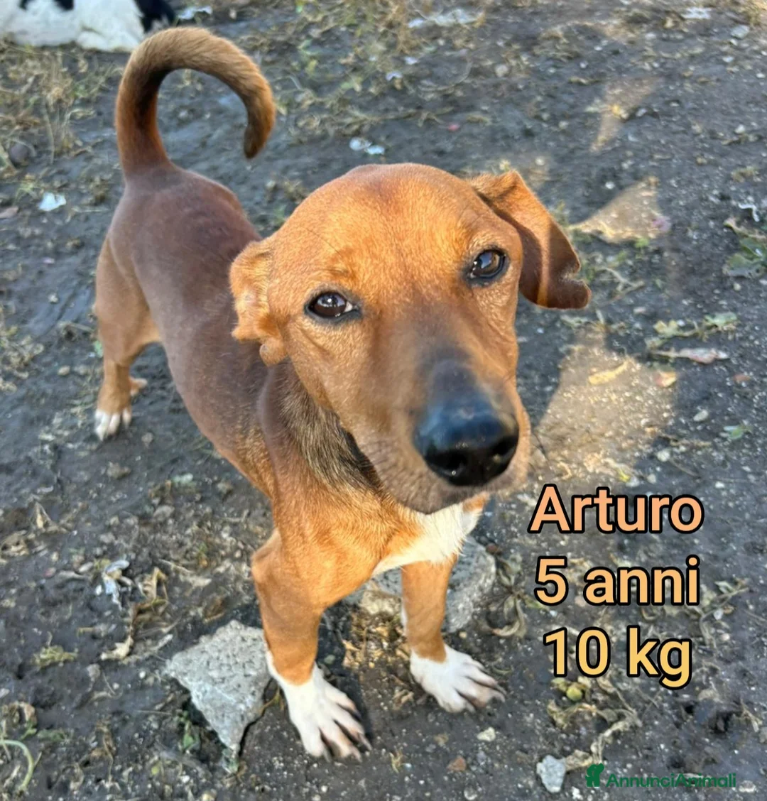Meticcio cani in regalo: CANI DI TAGLIA PICCOLE E MEDIOPICCOLA a Provincia di Pistoia - Annuncio 1