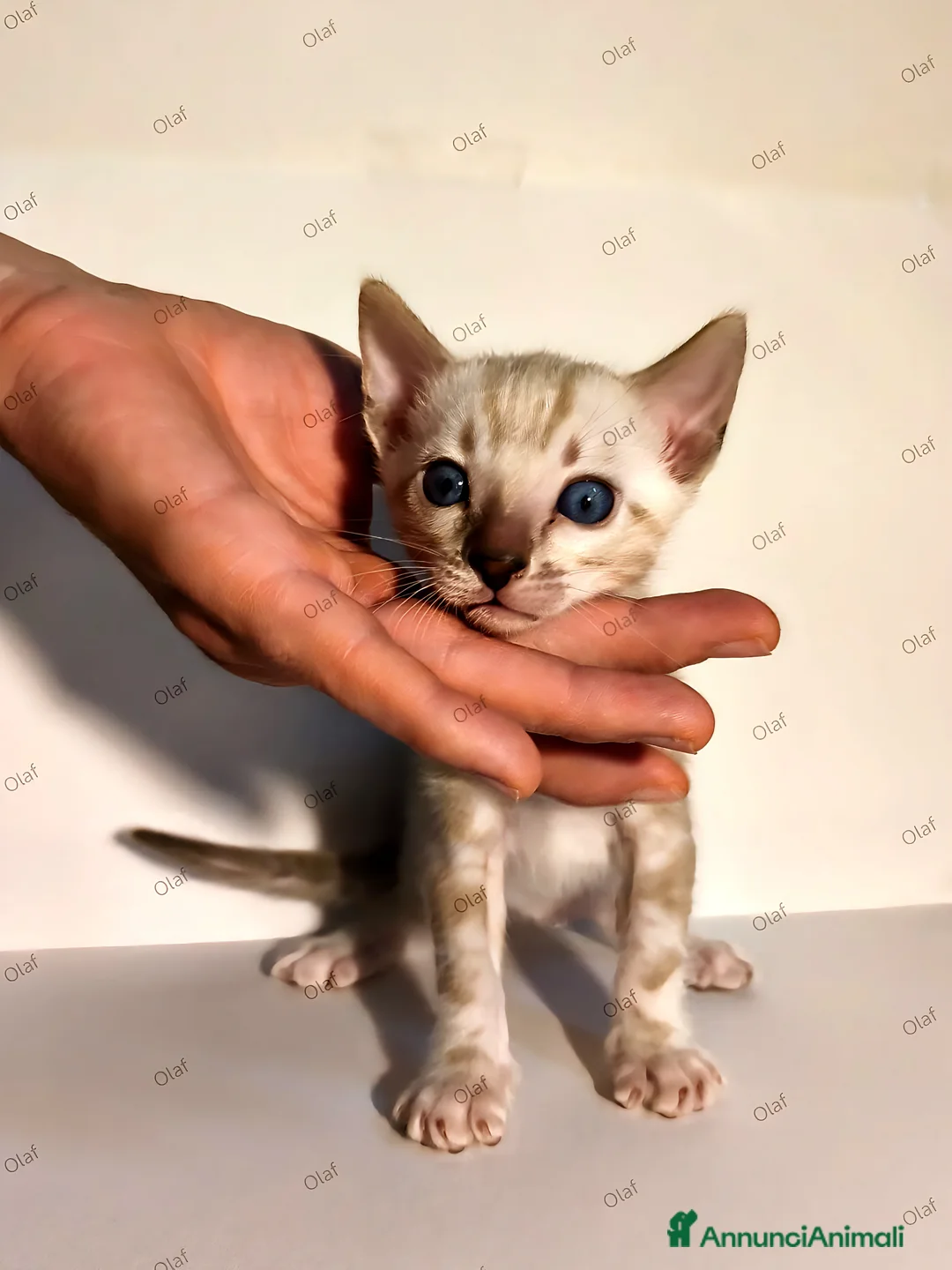 Bengala gatti in vendita: Gattini Bengala con Pedigree  - Annuncio 14