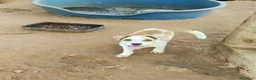 Meticcio cani in regalo: fillo  - Annuncio 3