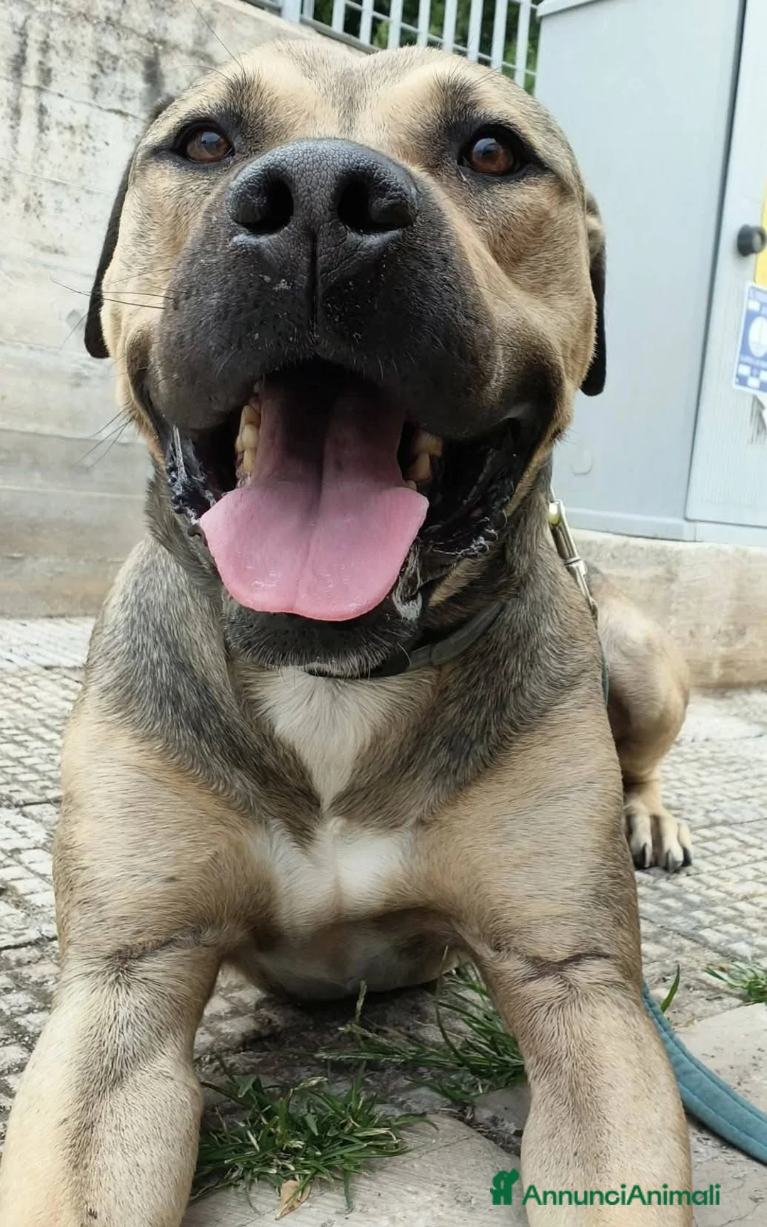 Meticcio cani in regalo: BOBBY CUOREAMORE CERCA  FAMIGLIA - Annuncio 21