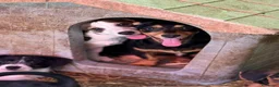 Meticcio cani in regalo: FELIX, il più simpatico del rifugio! TG PICCOLA - Annuncio 3