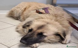 Meticcio cani in regalo: BARBARA 🩷 - meravigliosa cagnolina che sorride a Provincia della Spezia - Immagine 2