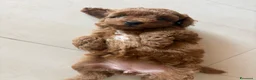Barboncino Toy cani in vendita: Femmine barboncino toy fulvo - Annuncio 4