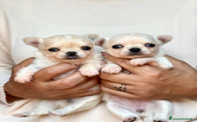 Chihuahua cani a Provincia di Rieti - Annuncio 11