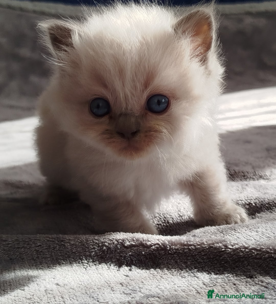 Ragdoll gatti in vendita: Cuccioli Ragdoll - Annuncio 2