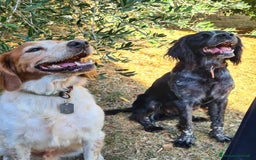 Breton cani in regalo: ETTORE & ACHILLE, fratellini BRETON! a Città Metropolitana di Firenze - Immagine 5