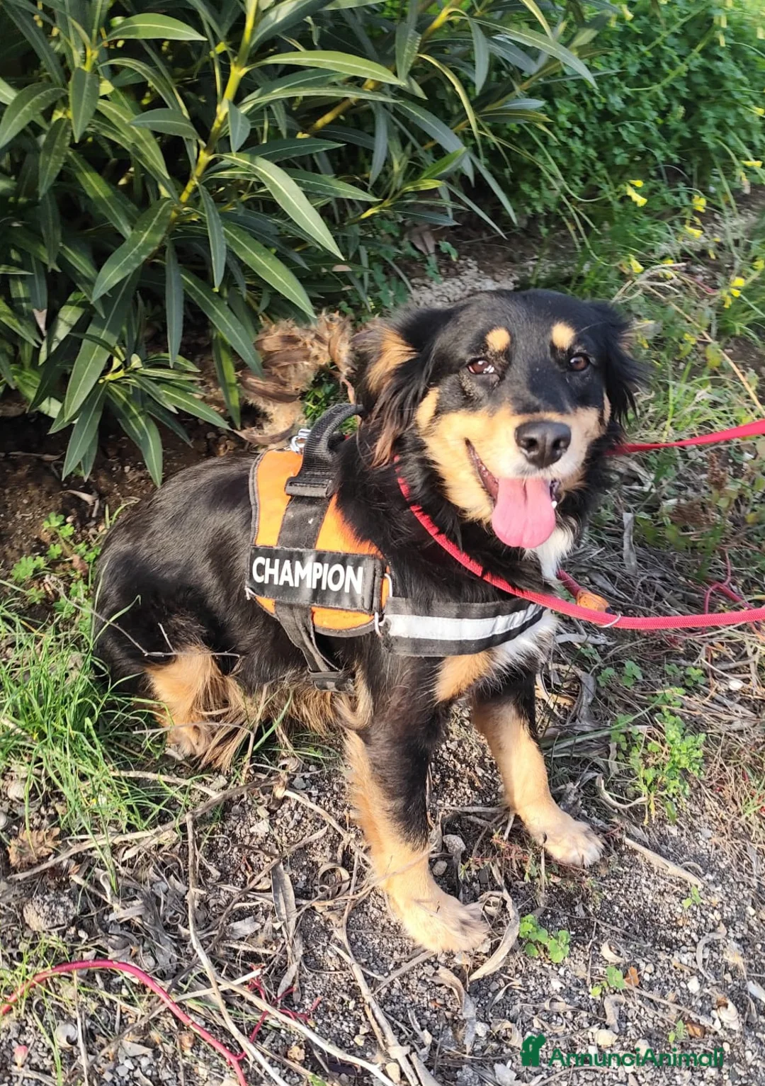 Meticcio cani in regalo: ZARA cagnolina taglia media - Annuncio 8