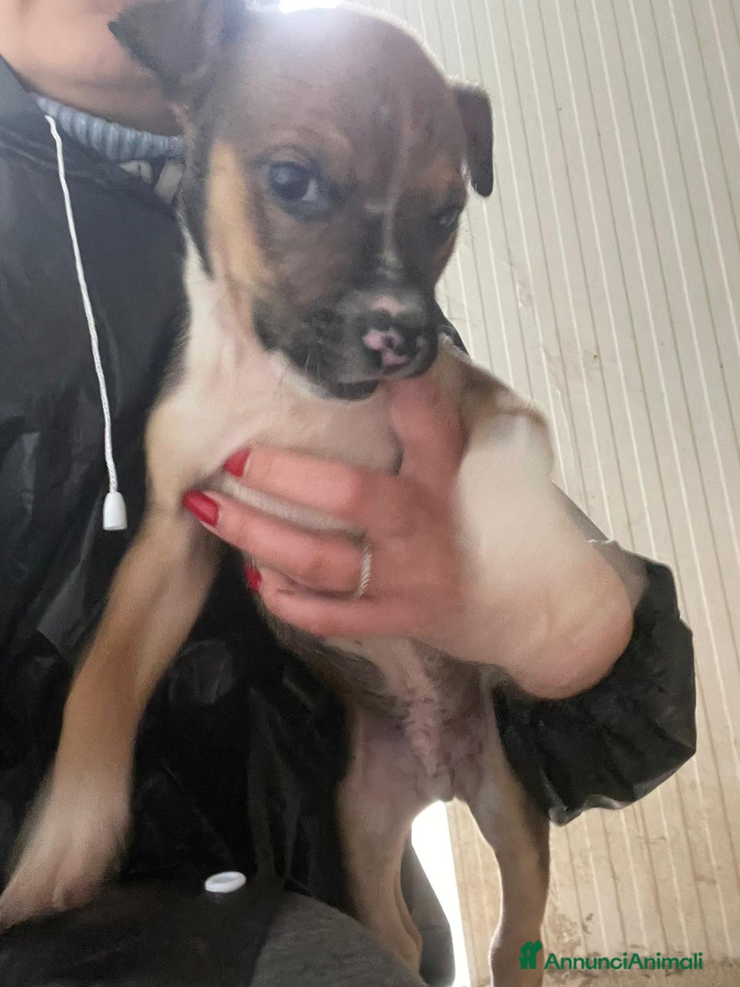 Pitbull cani in regalo: SPLENDIDI CUCCIOLOTTI MIX MOLOSSIDI - Annuncio 8