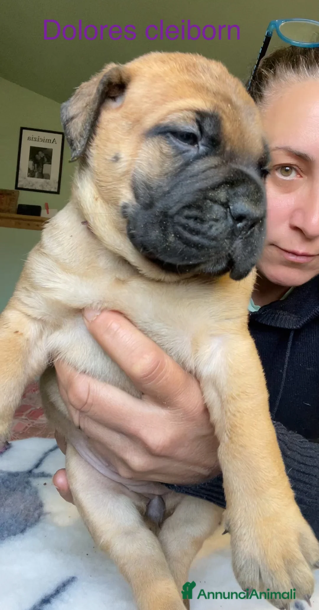 Bullmastiff cani in vendita: BULLMASTIFF CUCCIOLI - Annuncio 2