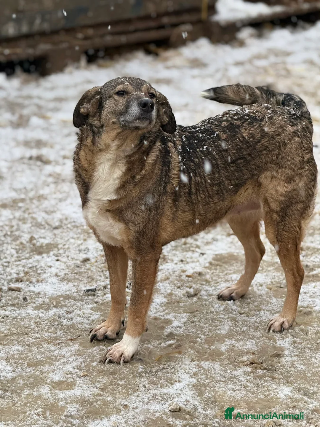 Meticcio cani in regalo: LULU, tenerissima piccoletta cerca famiglia! - Annuncio 6