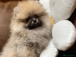 Volpino Pomerania cani CUCCIOLA DI POMERANIA CON PEDIGREE ENCI - Annuncio 1