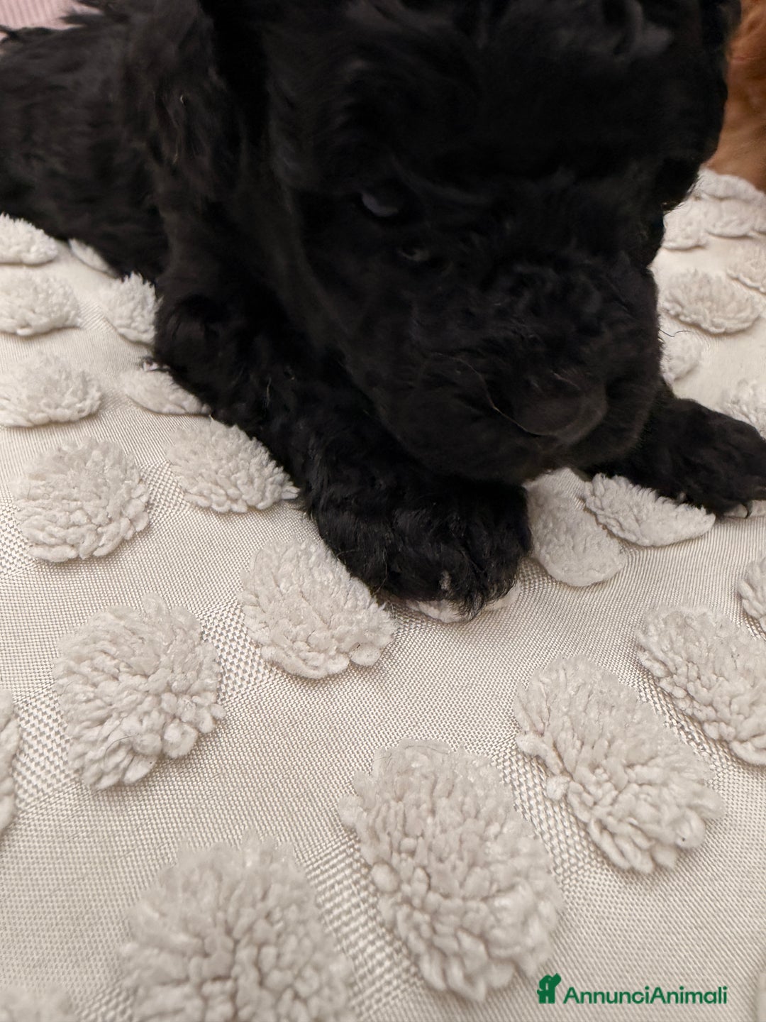 Barboncino cani in vendita: Barboncino - Annuncio 4