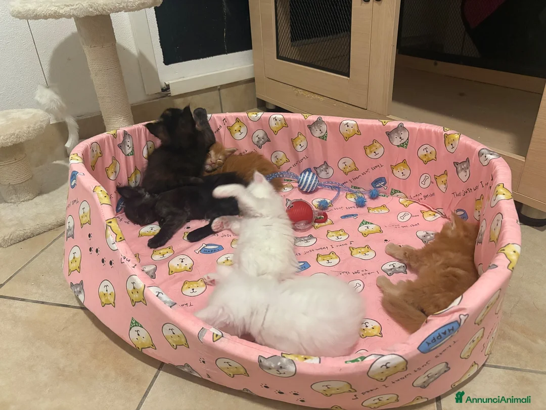 Maine Coon gatti in vendita: Mainecoon cuccioli  a Provincia di Varese - Annuncio 2