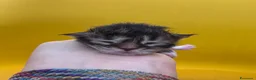 Maine Coon gatti in vendita: Splendidi cuccioli di Maine coon  - Annuncio 3