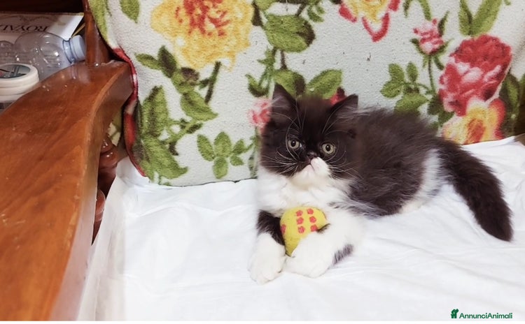Persiano gatti a Città Metropolitana di Torino - Annuncio 7