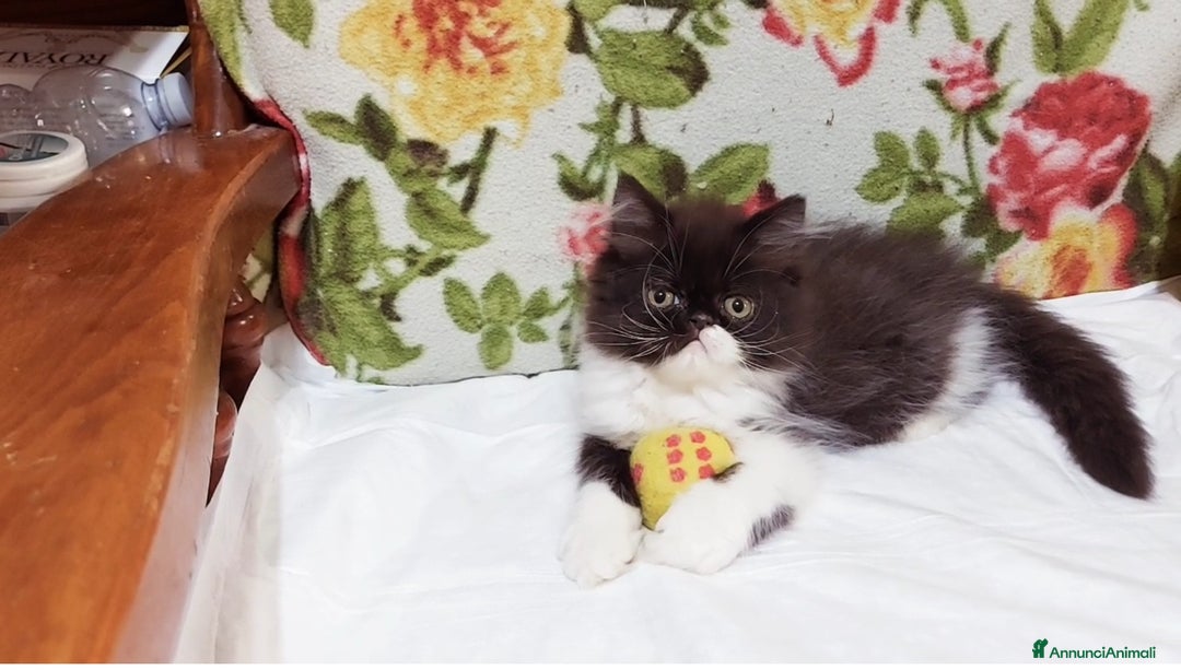 Persiano gatti in vendita: Cuccioli di Persiano a Città Metropolitana di Torino - Immagine 1