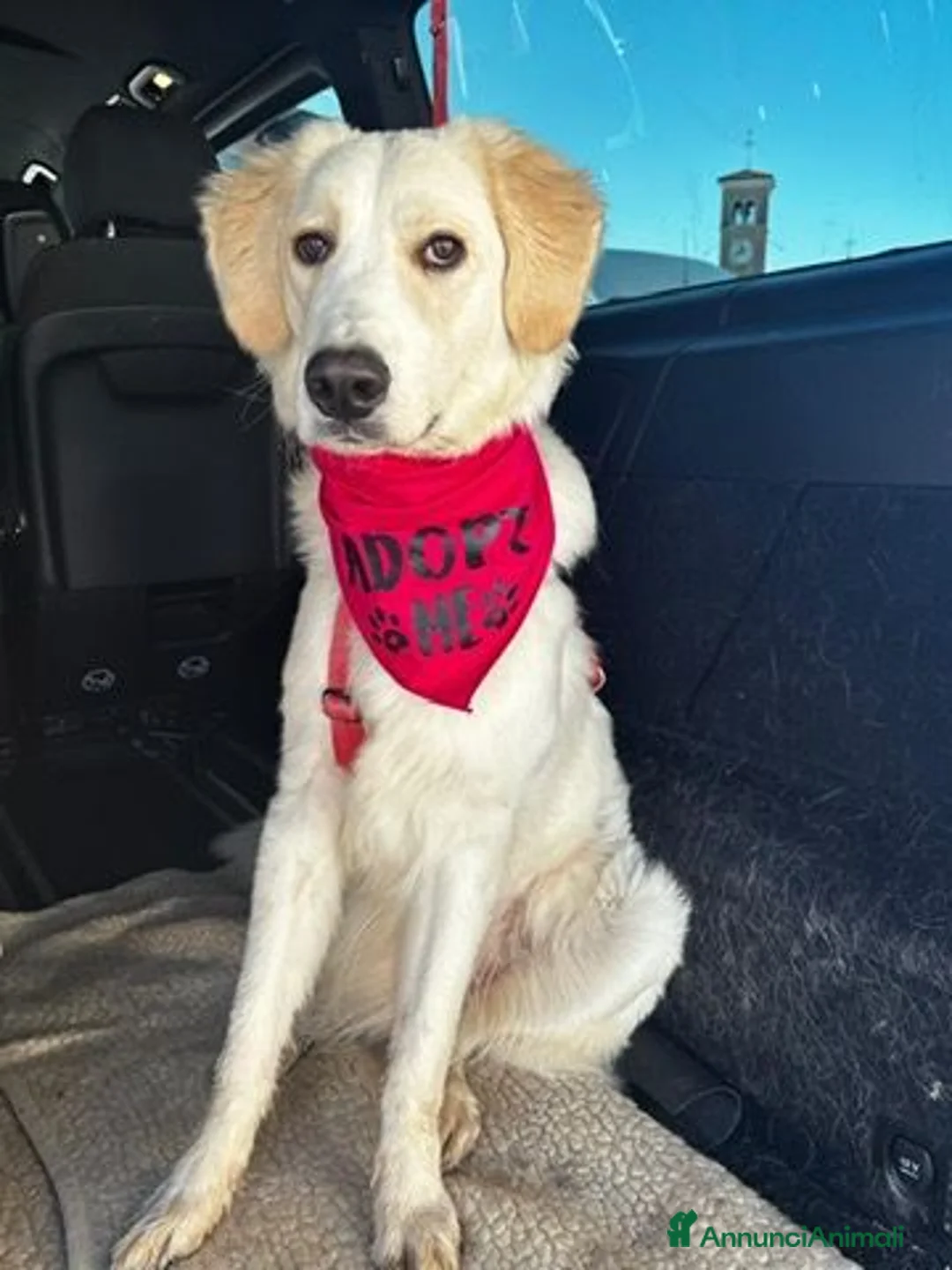 Meticcio cani in regalo: Paula: cucciolona socievole equilibrata  - Annuncio 11