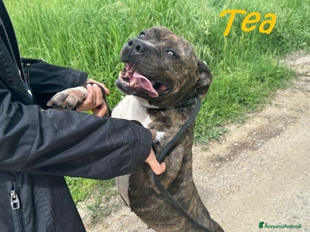 Pitbull cani TEA 4anni adorabile pitbullina,compagna fedele - Annuncio 33