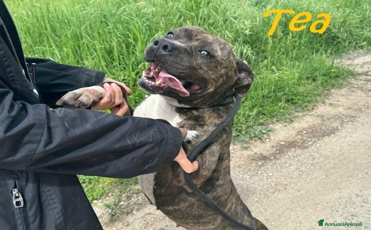 Pitbull cani TEA 4anni adorabile pitbullina,compagna fedele - Annuncio 19