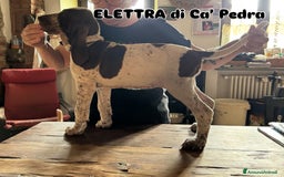 Bracco cani in vendita: cuccioli di bracco italiano a Provincia di Biella - Immagine 18