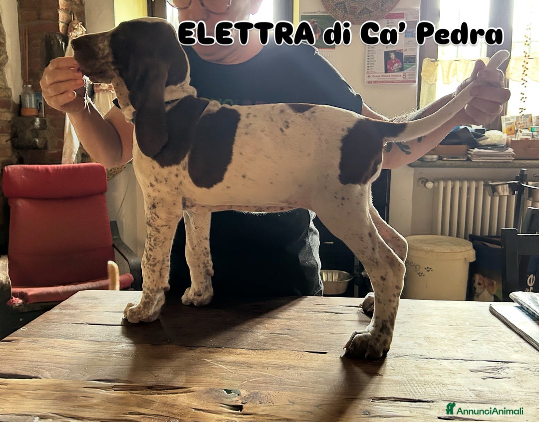 Bracco cani in vendita: cuccioli di bracco italiano a Provincia di Biella - Immagine 18