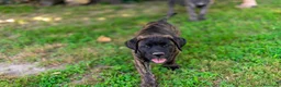 Cane Corso cani in vendita: Cuccioli di Cane Corso pronti per la consegna - Annuncio 9