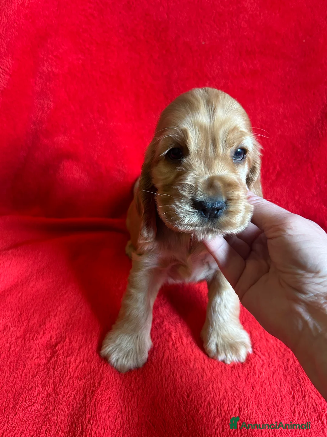 Cocker cani in vendita: Cucciolo maschio fulvo ottimo temperamento salute  - Annuncio 3
