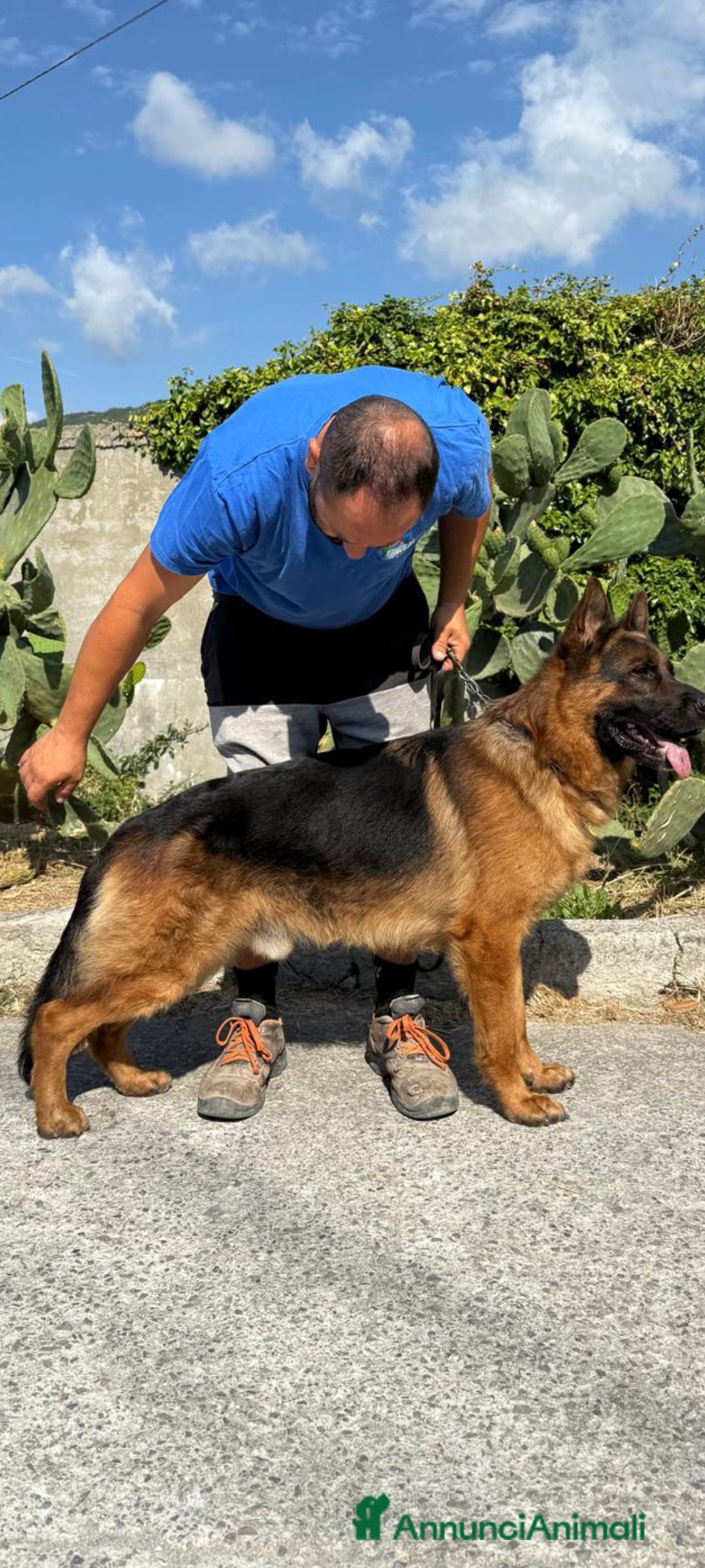 Pastore Tedesco cani in vendita: Cuccioli di pastore tedesco  - Annuncio 1