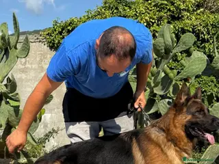 Pastore Tedesco cani Cuccioli di pastore tedesco - Annuncio 5